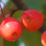 Malus 'Centzam'.png